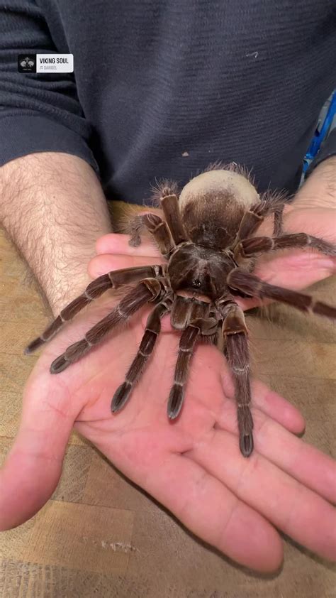 The Goliath bird-eating tarantula is a true giant of the spider world, known for their ...