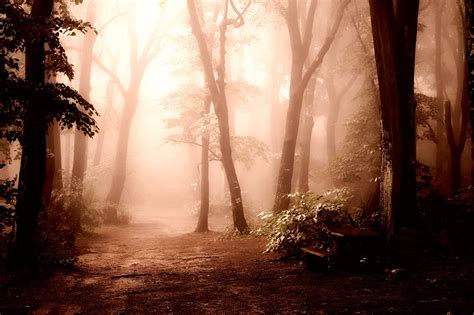 Sepia photography of forest HD wallpaper | Wallpaper Flare