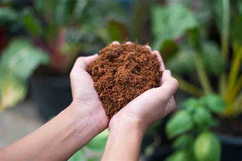 Coco Coir Soil Mix | Potting Soil