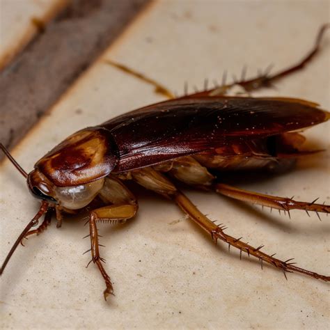 American Cockroach - James River Pest Solutions