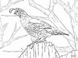 Quail Coloring Pages & Books  100% FREE And Printable sketch template