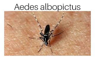 Ide 39+ Gambar Nyamuk Aedes Aegypti