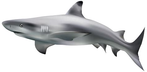 Goblin shark Eamon Bailey Nictitating membrane Shark finning - Shark Transparent Clip Art Image ...