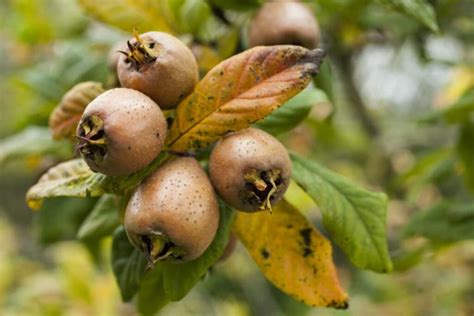 Medlar: Everything About Varieties, Plants And Care