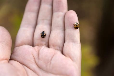 12 Types of Ladybugs in Maryland