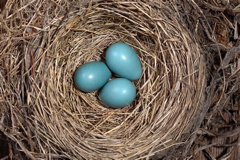 Robin's Nest with Eggs - Stock Image - C003/7567 - Science Photo Library