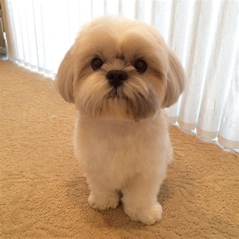 47 Cool Shih Tzu Puppies First Haircut - Haircut Trends