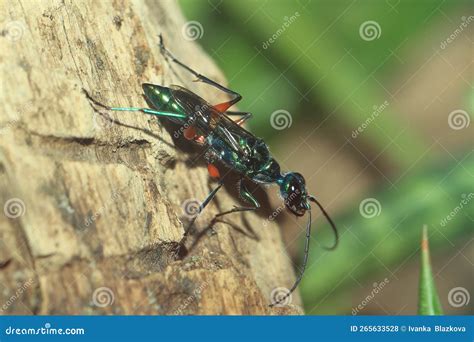 Emerald cockroach wasp stock photo. Image of nature - 265633528