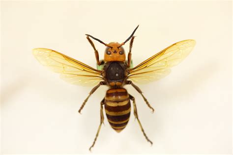 Asian Giant Hornet Facts | Insects in Education