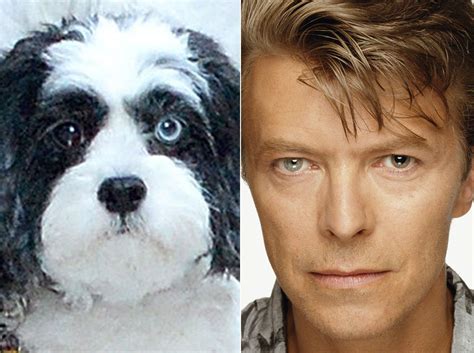 David Bowie's dog Max has different coloured eyes like his owner | David bowie eyes, David bowie ...