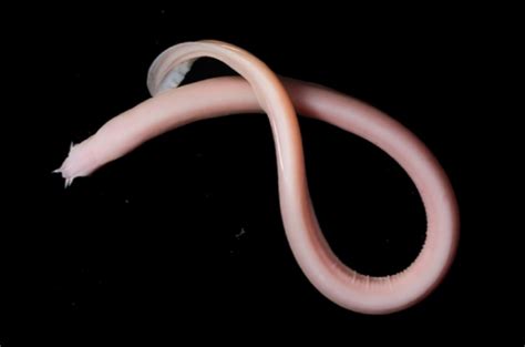 Scientists are still learning cool new things about gooey hagfish slime - Ars Technica