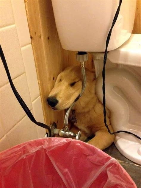 25 Dogs That Fell Asleep In The Funniest Positions - Bouncy Mustard