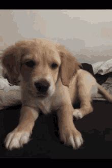 Sad Golden Retriever GIFs | Tenor