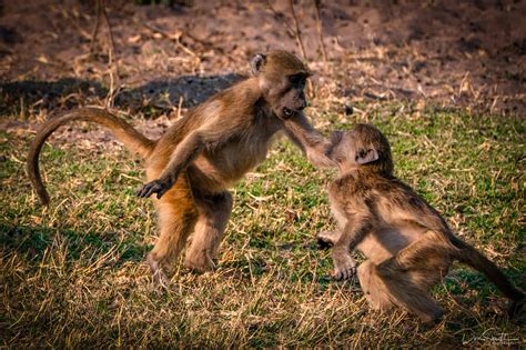 Baby Baboons at Play | Nature's Best :: by Don Smith