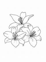 Three Lilies Flowers coloring Page  Download Print Or Color Online sketch template