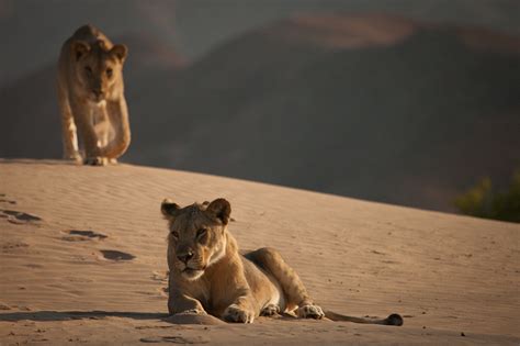 Big Cat Specials - National Geographic Channel - Abu Dhabi Photos - Big Cat Special - National ...