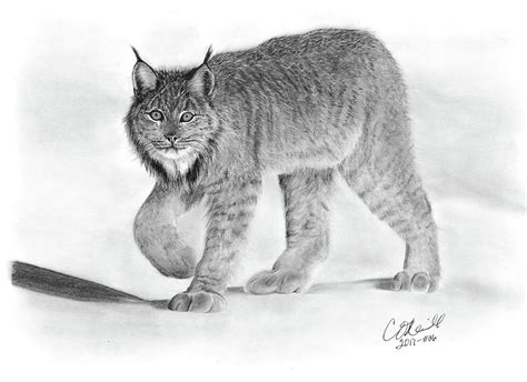 Canadian Lynx Drawing by Carol O'Neill - Pixels