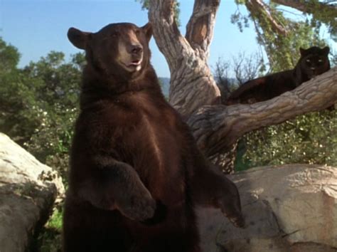 Which bear represents Baloo best? | The Food Chain