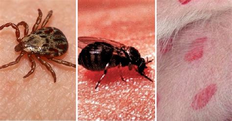 How To Tell The Difference Between A Tick And A Black Fly Bite