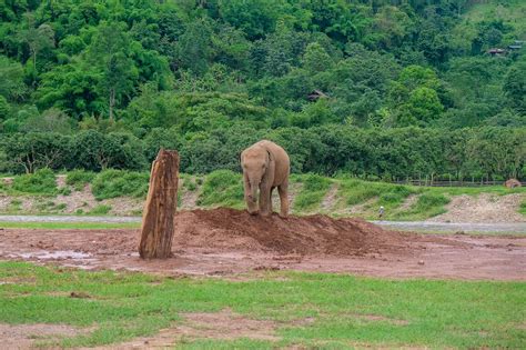 What To Expect From Elephant Nature Park Overnight Trip