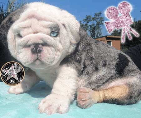 Miniature English Bulldogs and French Bulldogs Available For Sale | English bulldog puppies for ...
