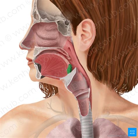 Waldeyer’s Ring: Definition, anatomy and pathology | Kenhub