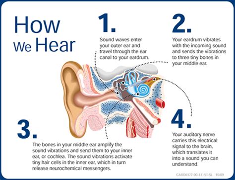 Fun Facts About Sound Waves - Science News