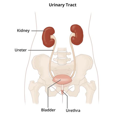 Interstitial Cystitis (Bladder Pain Syndrome) - NIDDK