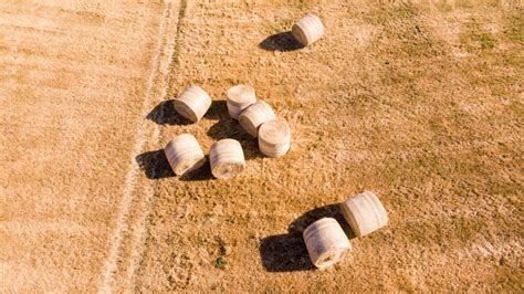 Hay Farming Essentials: A Comprehensive Guide to Growing Hay