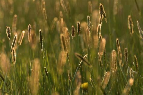 Summer Evening Meadow | Free Stock Photo | LibreShot