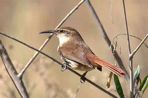 Birding Bolivia | Bird, Bird species, Wild birds