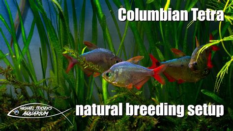 Colombian Tetra - natural breeding setup - YouTube