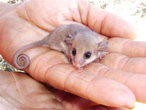 So Squee Friday Presents: the Pygmy Possum | Animals beautiful, Australian native animals, Cute ...