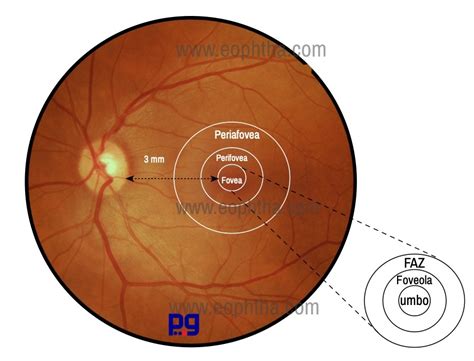 Anatomy of Retina