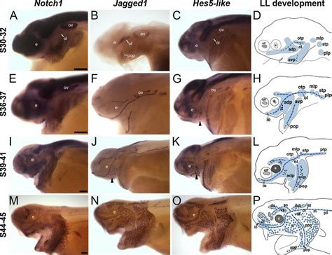 Notch signaling pathway genes are expressed in the developing lateral... | Download Scientific ...