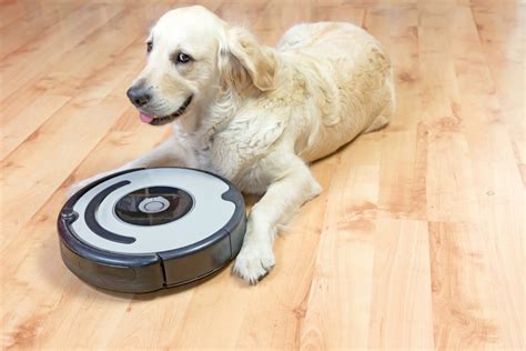 Dog Scared of Vacuum Cleaner: What to Do | Canna-Pet®