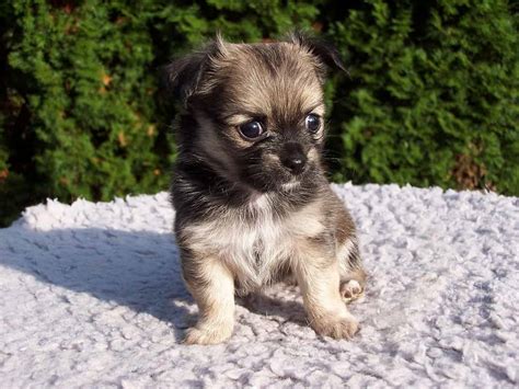 15 Things You Should Know Before Getting A Chihuahua Shih Tzu Mix | Your Dog Advisor