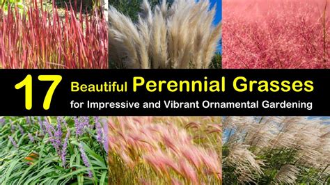 17 Beautiful Perennial Grasses for Impressive and Vibrant Ornamental ...