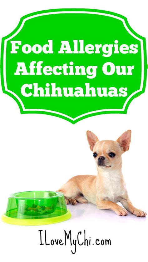 Food Allergies Affecting Our Chihuahuas | Dog food allergies, Dog ...