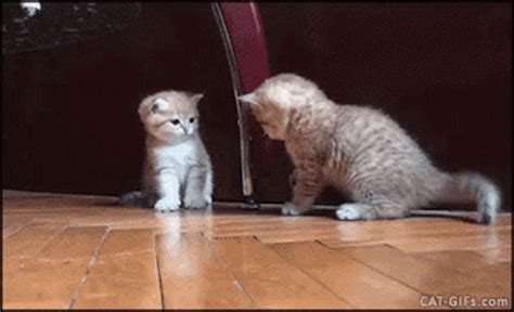 Kitten Falling GIF - Kitten Falling Cute - Discover & Share GIFs