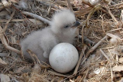 eagle-chick-nest-GettyImages-471907259 – Votre lien avec la faune