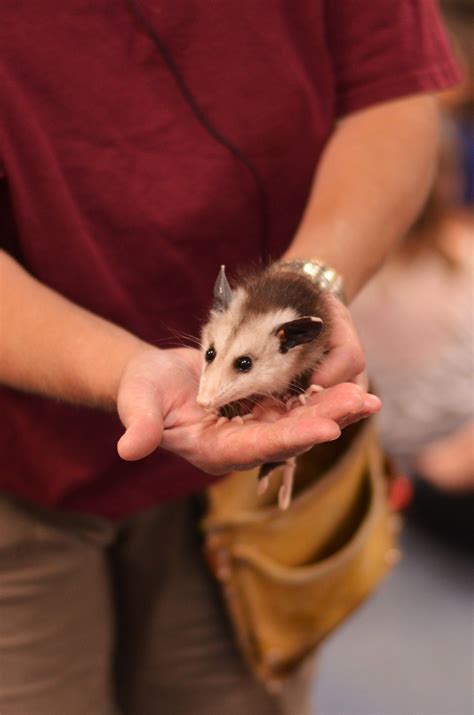 opossum | Awesome possum, Pets cats, Cute animals