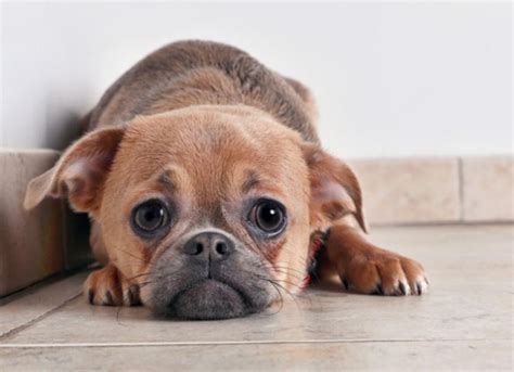 Dog Separation Anxiety | PetMD