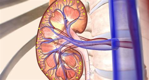 ARNI Effect on Neprilysin in the Kidneys Stock Illustration ...