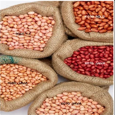 Peanut Varieties at best price in Mundra by Agrocrops India Private Limited | ID: 23885153388