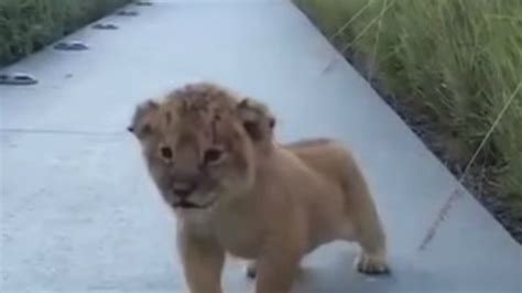 Watch: Little lion cub's attempt at a ferocious roar