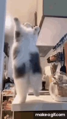 Dancing Cat Dancing GIF - Dancing Cat Dancing Cat - Discover & Share GIFs