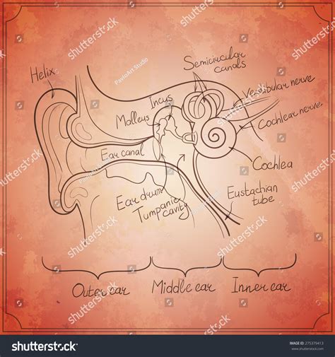 Vektor Stok Ear Anatomy Outline Vintage Paper Texture (Tanpa Royalti) 275379413 | Shutterstock