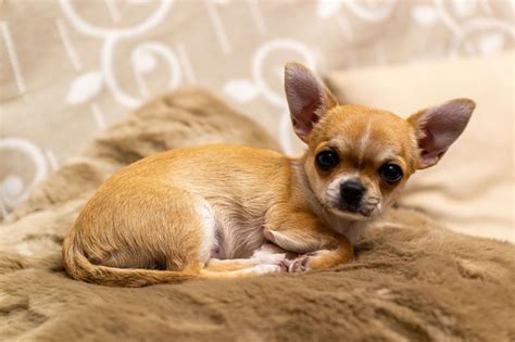 Do Chihuahuas Have Curly Tails? 4 Tail Types + 8 Common Tail Problems