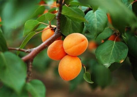 Apricot tree planting 🍑 🌱 Setting the foundation for juicy harvests